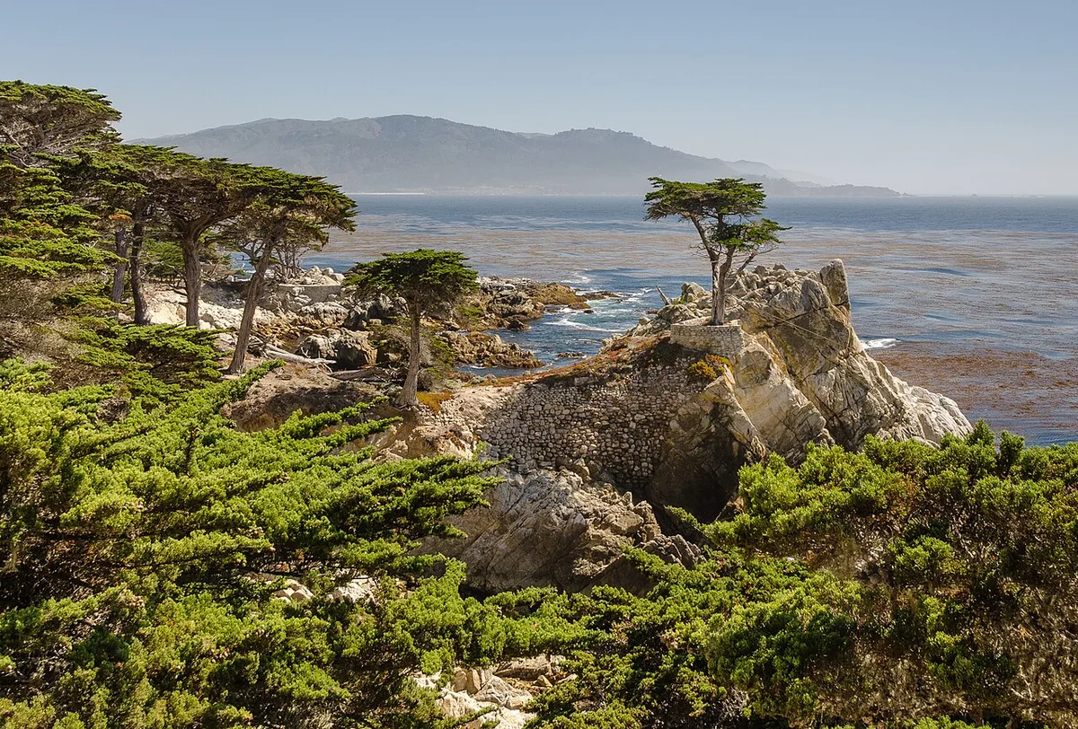 The Lone Cypress tree on a rocky outcrop above the Pacific on 17-Mile Drive